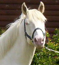 casper05-head.jpg