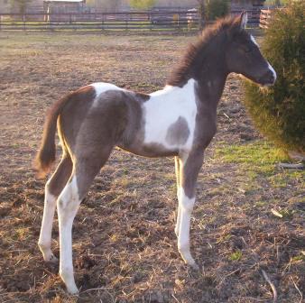 Painted Dreams Ranch Stallions Gelding For Sale